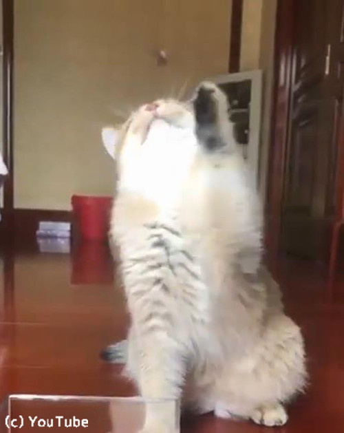 お鼻に蝶々がとまって困惑する猫04