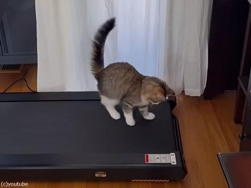 初めてルームランナーに乗った子猫…反対向きであわてる（動画）