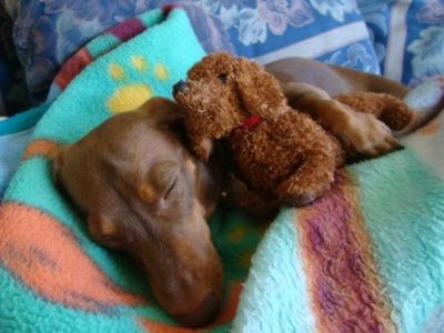 ぬいぐるみと動物B17