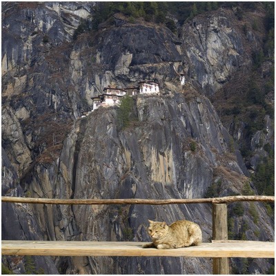 絶景を見下ろす犬12