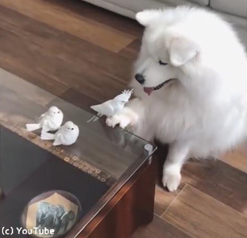�֤���ư���ʤ��ס�Ļ�˺��äƤ��󥳤����襤��02