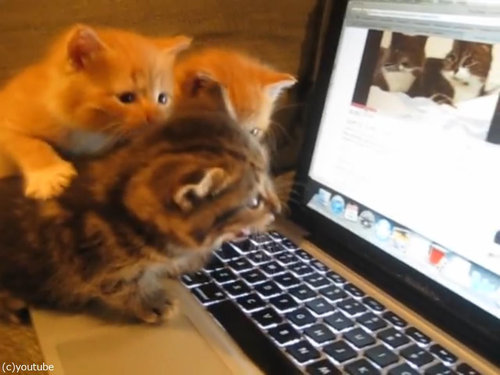 猫動画を見た子猫たち05