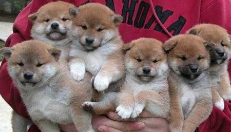 アメリカ人が称賛する 日本の柴犬を飼うべき27の理由 らばq アメリカ人が称賛する 日本の柴犬を飼うべき27の理由 らばq