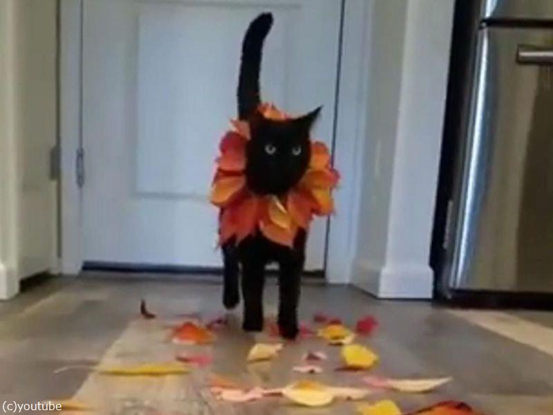 全てのイベントが中止になったわけじゃない 猫のファッションショー 動画 らばq 全てのイベントが中止になったわけじゃない 猫のファッションショー 動画 らばq