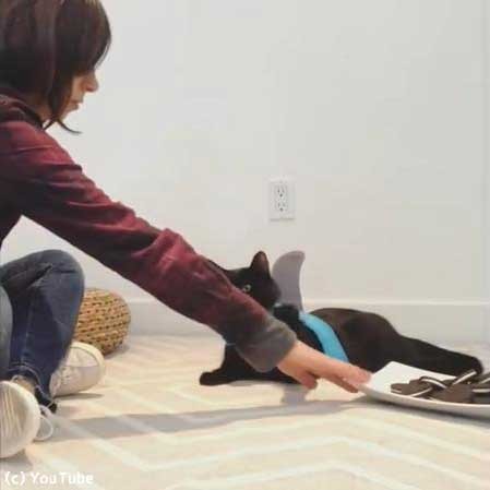 オレオの番猫04