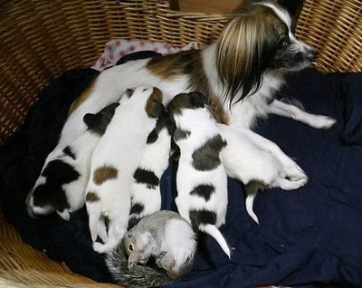子犬の中にリスが一匹02