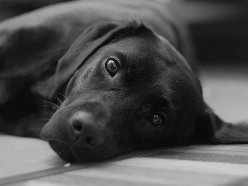 うちの犬はなぜか自分のおもちゃを見せびらかしてくる らばq うちの犬はなぜか自分のおもちゃを見せびらかしてくる らばq
