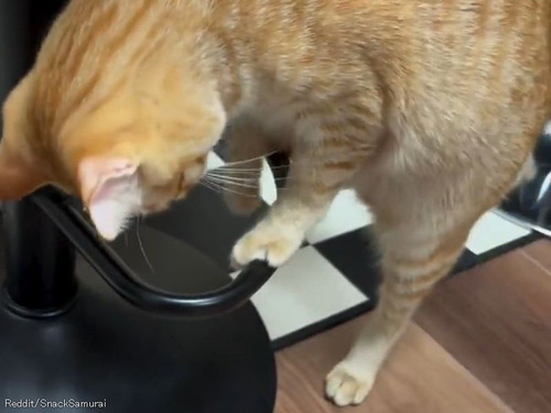 「猫が『独自の遊び』をしているのを目撃してしまった…その動きに釘付けだ」