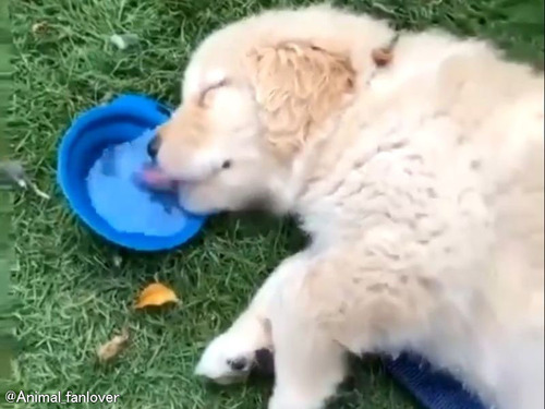 「なんて器用なんだ…」眠りながら水を飲む子犬