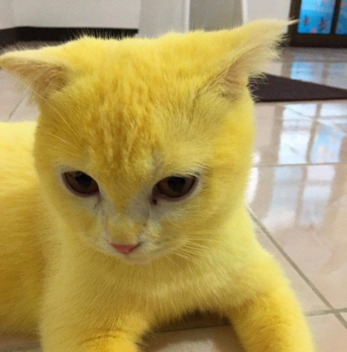 ���ŤΥ�����ǥԥ����奦������ǭ06