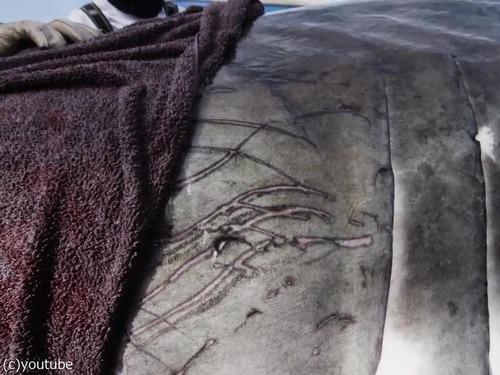 カナダに5mの巨大ザメ「海の女王」04