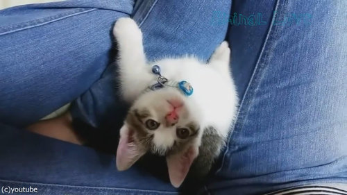 子猫が上を向いて寝落ち01