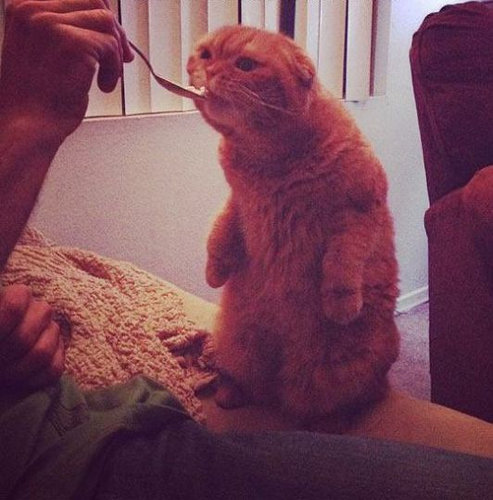 なぜ猫はえらいのか17