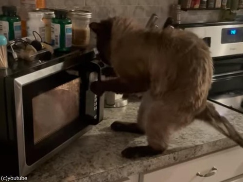 何が何でも電子レンジのドアを開けたい猫