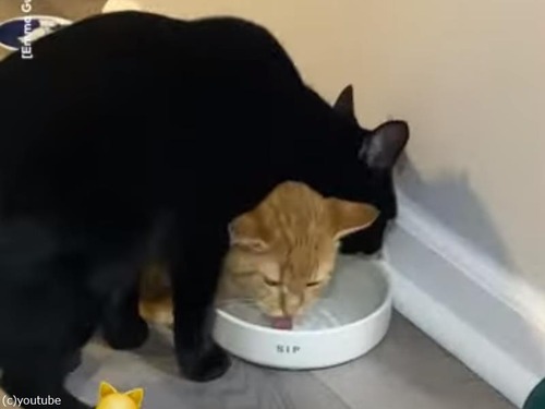 猫2匹がわざわざ一緒のタイミングで…仲良く水を飲む（動画）