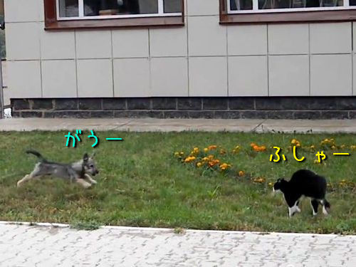 ǭ����
