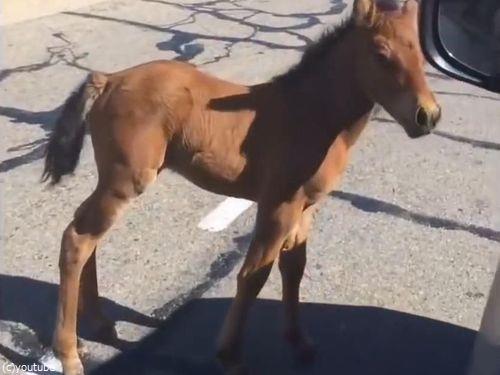 ガードレールを超えられない仔馬02