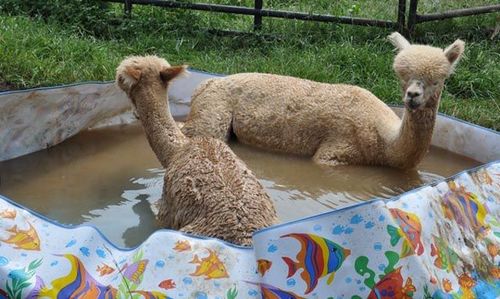 プールに動物05