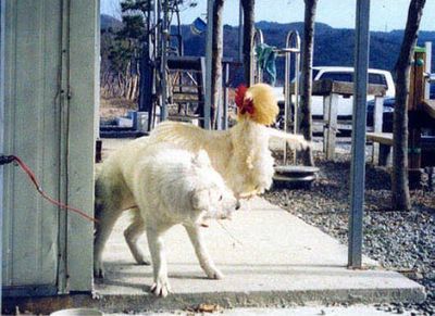 犬がニワトリと本気で戦う05