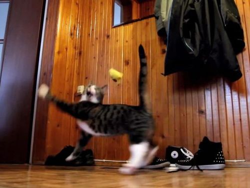 多彩なジャンプを持つ猫01