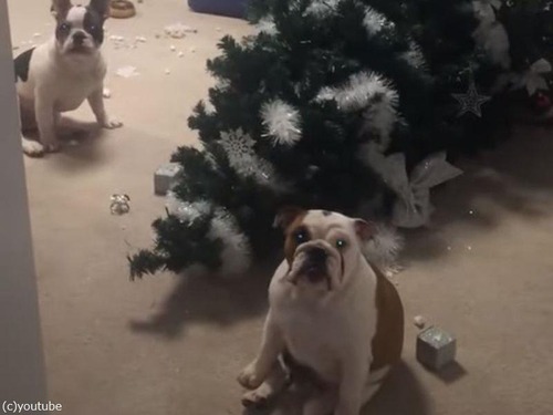 遊びに夢中の犬2匹、クリスマスツリーを倒して反省する（動画）