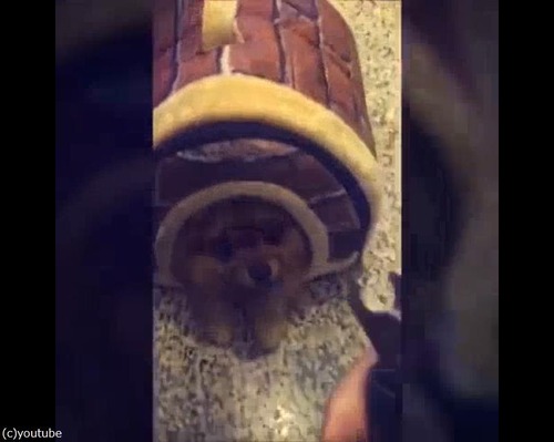 爪切りを見ると隠れるポメ09