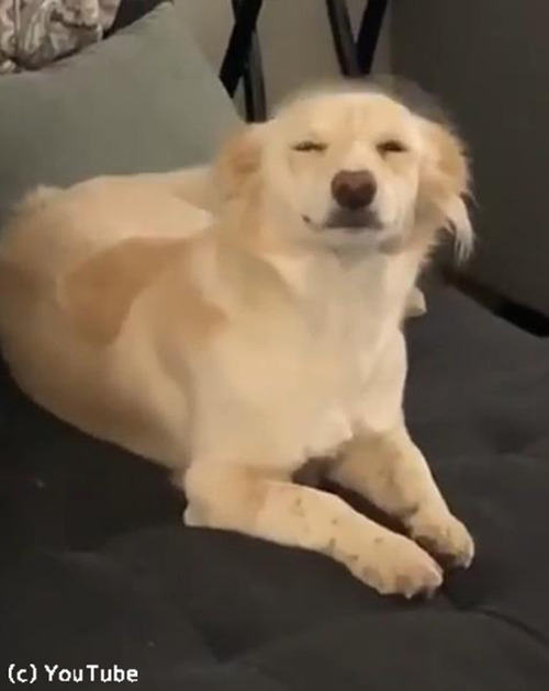 飼い主さんの帰宅を笑顔で出迎える犬03