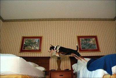 ふかふかのベッド15