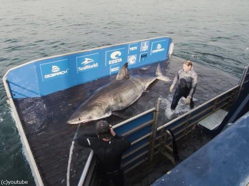 カナダに5mの巨大ザメ「海の女王」03