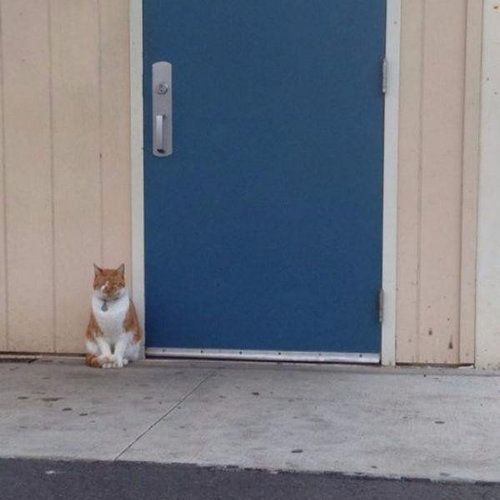 毎日高校に通う猫01