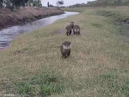愛らしいカワウソ4匹の競争…猛スピードで駆け寄ってくる（動画）