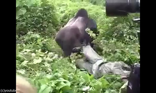 ゴリラの撮影03