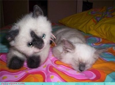 ぬいぐるみと動物B05