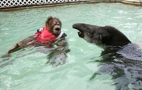 プールに動物14