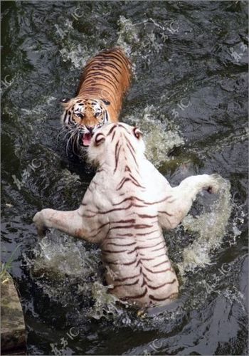 虎vsホワイトタイガー10