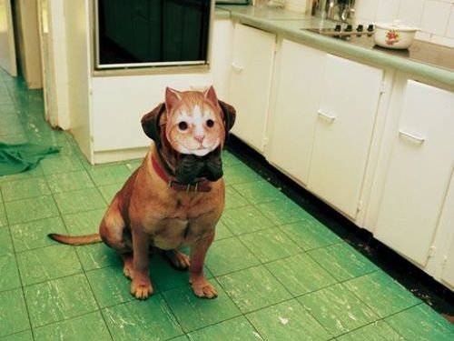 猫好きを犬好きにする写真23