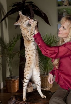 手足ながっ 世界一背の高い猫は体高43cm サバンナキャット らばq 手足ながっ 世界一背の高い猫は体高43cm サバンナキャット らばq