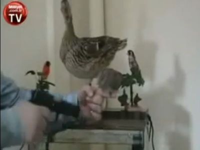 小鳥に向かって「手を上げろ」