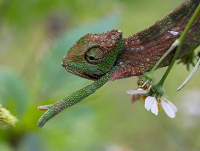 ユーモラスでかわいいカメレオンの挨拶 らばq