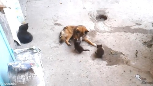 母猫が旧友の犬に会いにやって来た…子猫を連れて02