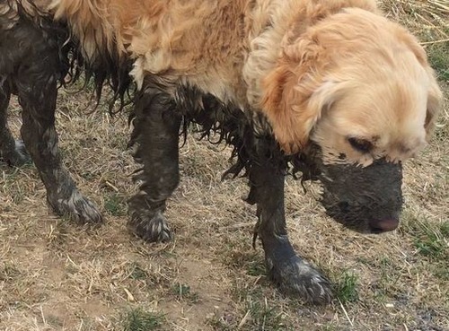 うちの犬は水に飛び込むと思った02
