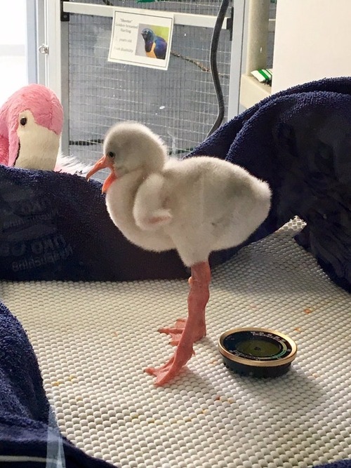09Baby 赤ちゃん動物たち Baby Flamingo