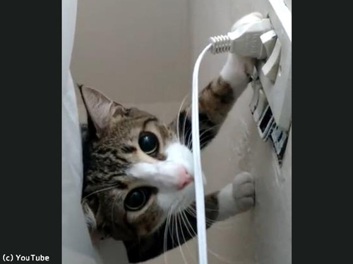 プラグを挿したい飼い主VSプラグを抜きたい猫00