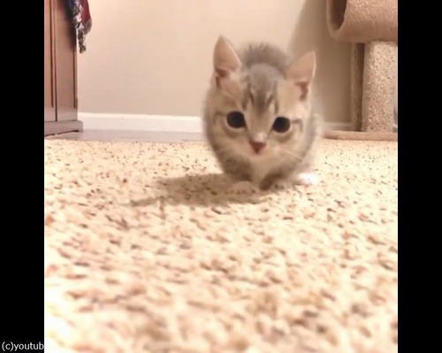 �����ˤ����뤪�����Ť���ǭ04