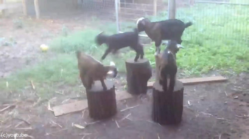 �ҥ䥮�����Υ�����ꥲ����04