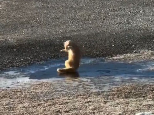 氷の上でツルッとすべった猫…アニメのように踊ってしまう