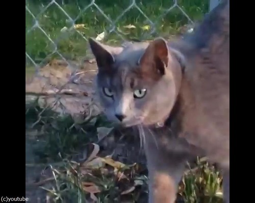 この猫は自分を車だと思ってる02