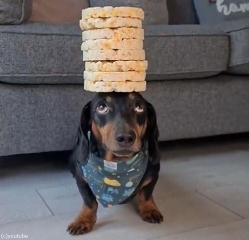 Ƭ�ξ��8��Τ��ߤ�褻�븤05