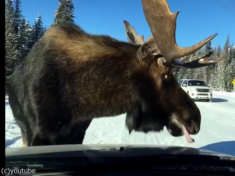 ヘラジカが車をなめるようになった理由 カナダ当局 危ないからやめさせて らばq