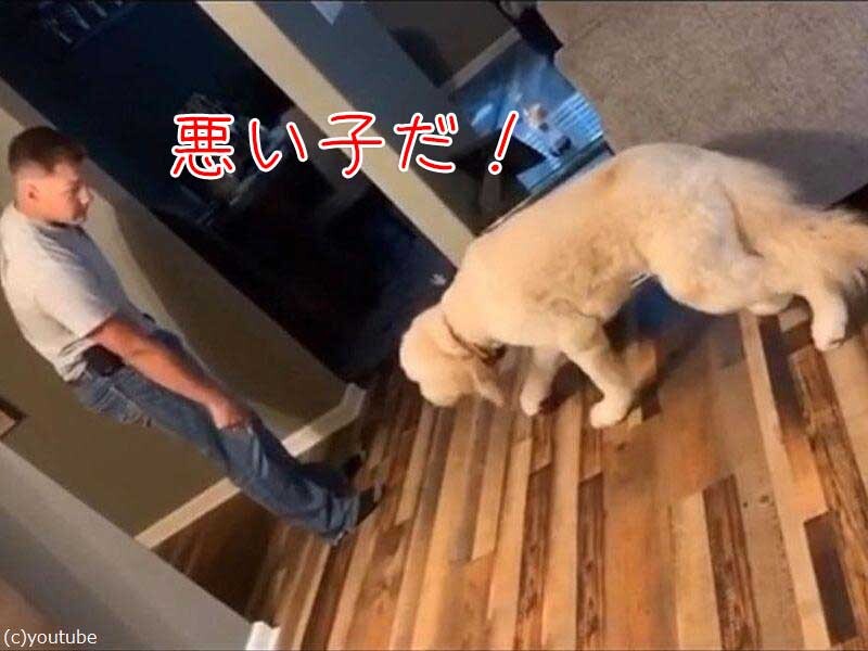 しかられた犬 歩きが超スローモーションになる 動画 らばq